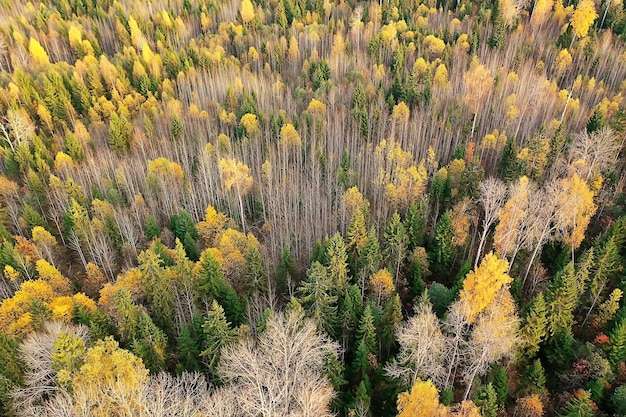 herfstboslandschap, uitzicht vanaf een drone, luchtfotografie van bovenaf gezien in het park van oktober