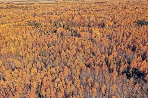 herfstboslandschap, uitzicht vanaf een drone, luchtfotografie van bovenaf gezien in het park van oktober