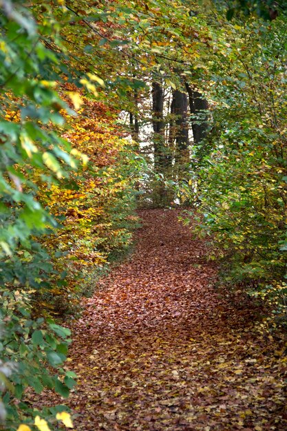 Herfstboslandschap