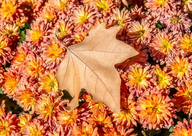 Herfstchrysanthemumbloemen in het park als achtergrond