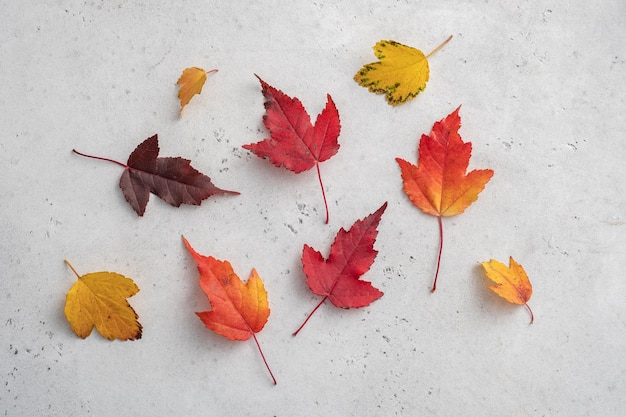 Herfstcompositie met herfstbladeren