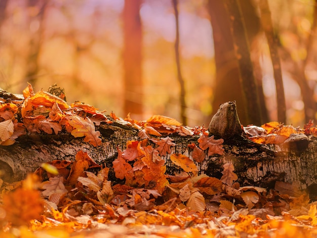 Herfstconcept en natuurlijke achtergrond perfect voor seizoensgebonden gebruik Herfstbladeren en takken seizoenssamenstelling