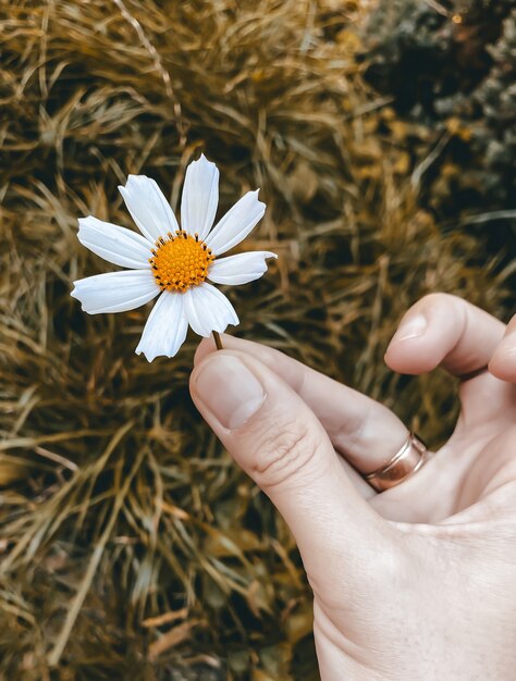 Foto herfstconcept witte bloem van de kosmos in een vrouwelijke hand tegen de achtergrond van een herfstgeel