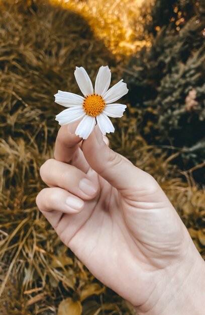 Herfstconcept witte bloem van de kosmos in een vrouwelijke hand tegen de achtergrond van een herfstgeel