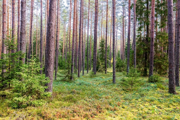 Herfstdag in een dennenbos Dennenmos en bessen