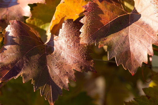 Herfstdruiven met rode bladeren de wijnstok bij zonsondergang is roodachtig geel