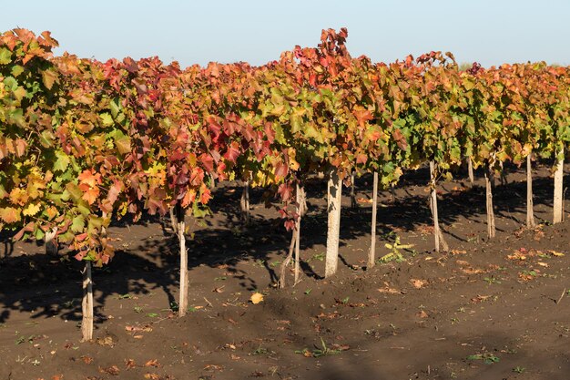 Herfstdruiven met rode bladeren de wijnstok bij zonsondergang is roodachtig geel