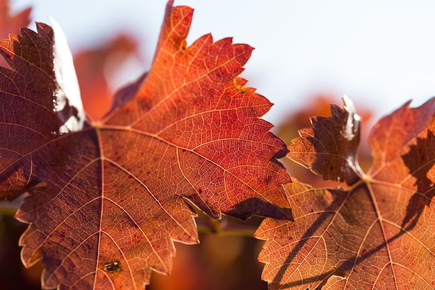 Herfstdruiven met rode bladeren de wijnstok bij zonsondergang is roodachtig geel