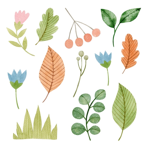 Herfstelementen bladeren bloemen aquarel illustratie geïsoleerd op witte achtergrond