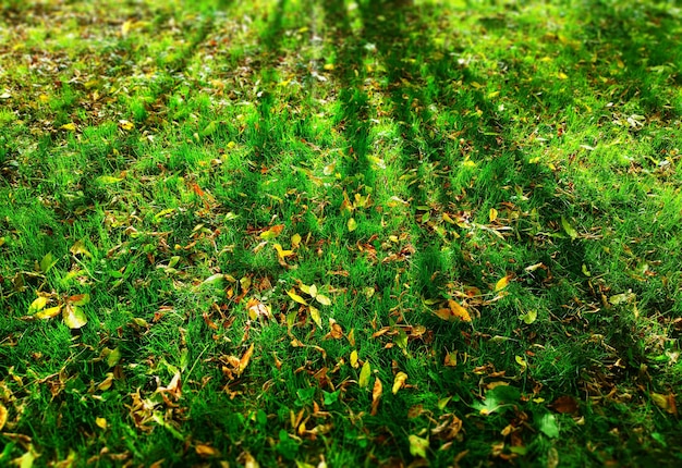 Herfstgazon met boomschaduwachtergrond