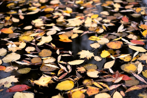 Herfstgebladerte drijvend in de kalme wateren van de vijverclose-up