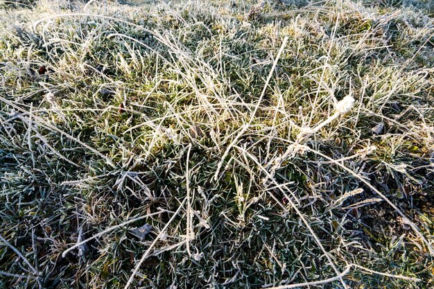 Herfstgebladerte op bevroren groen gras close-up