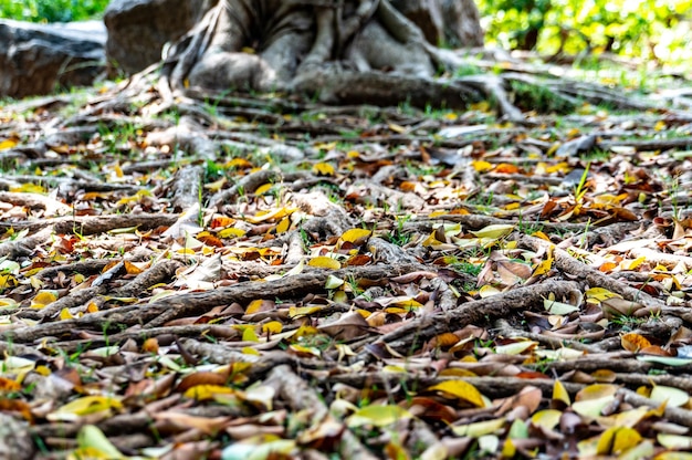 Herfstgebladerte op de grond tussen de wortels van een banyanboom