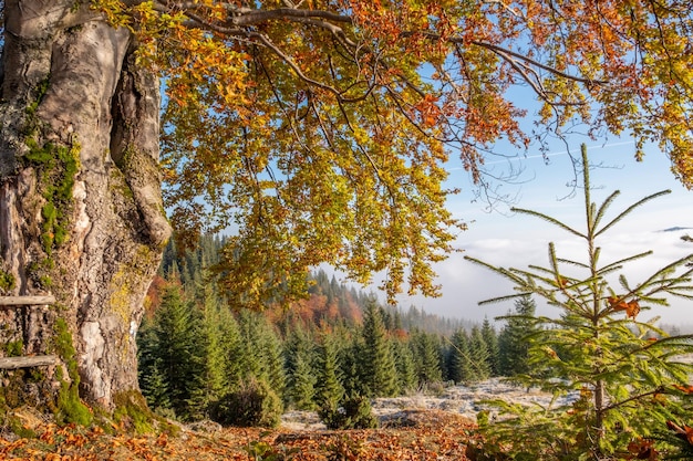 Herfstgebladerte op een grote eik in de hooglanden van de Karpaten in Oekraïne