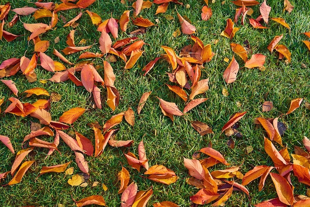 Herfstgebladerte op groen gras voor natuurlijke achtergronden en behang