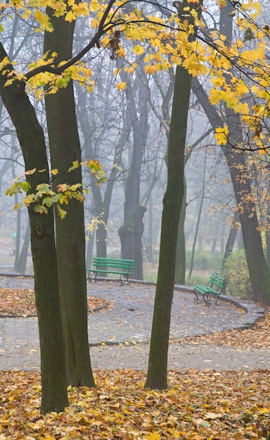 Herfstgebladerte overblijfselen, voetpad en vallende bladeren in stadspark