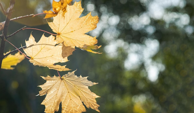 Herfstgebladerte van de wig in de wind Wazige natuurachtergrond selectieve focus