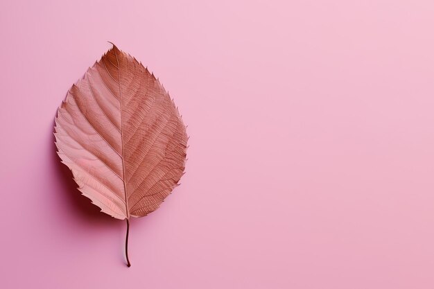 Herfstgedroogd blad op een roze achtergrond met kopieerruimte