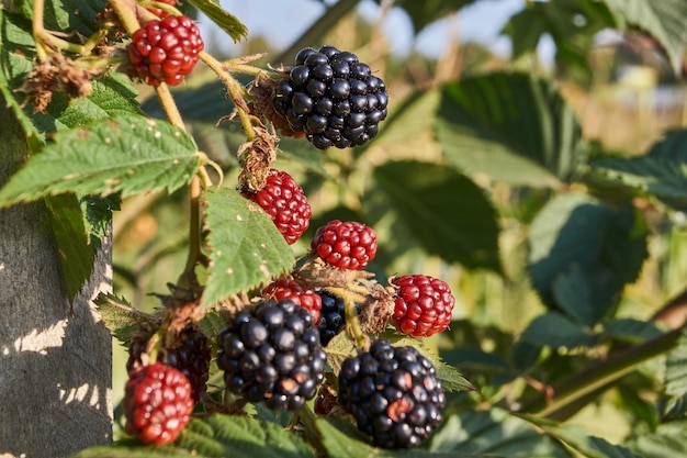 Herfstgeschenken Bramen gerijpt in de tuin van een landhuis