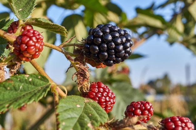 Herfstgeschenken Bramen gerijpt in de tuin van een landhuis