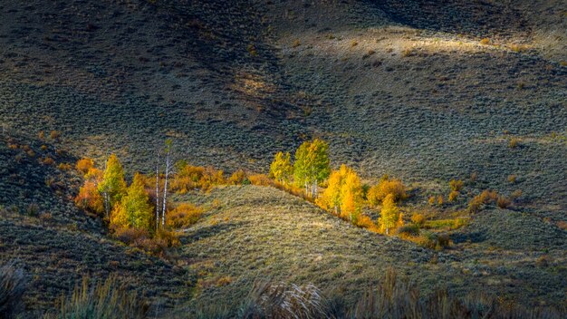 Herfstkleuren in Wyoming
