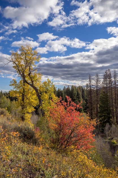 Herfstkleuren in Wyoming