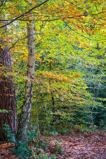 Herfstkleuren van bladeren in Buchan Country Park