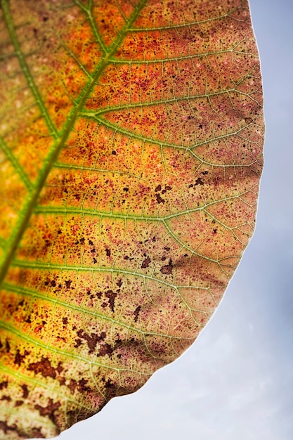 herfstkleuren