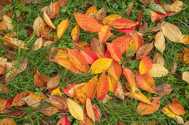 Herfstkleuren