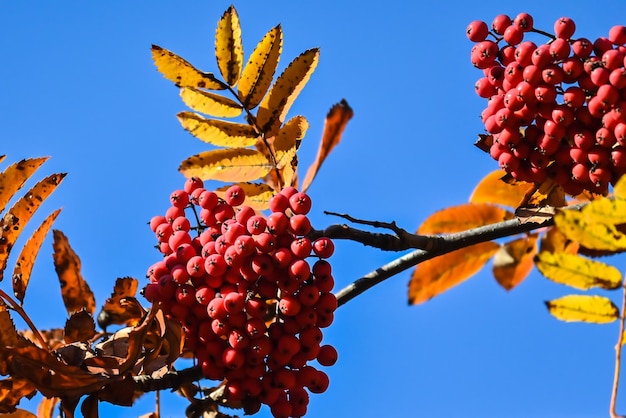 herfstkleuren