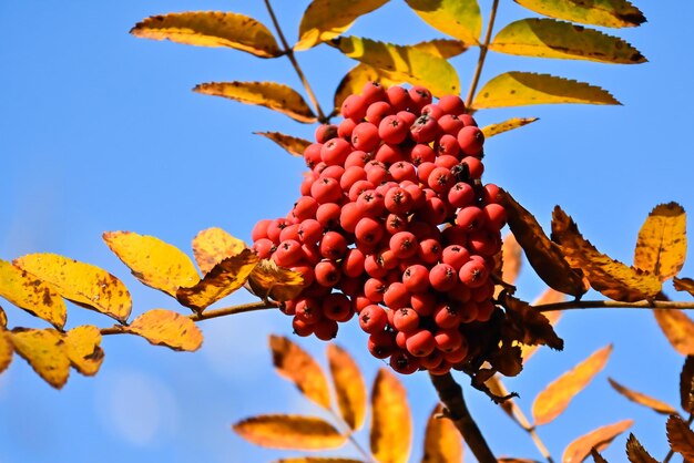 herfstkleuren