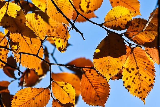 herfstkleuren