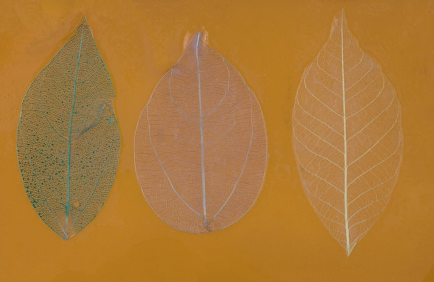 Herfstkleurige transparante bladeren op een gele achtergrond