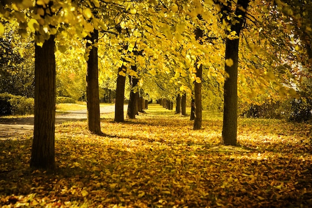 Herfstlaan in park