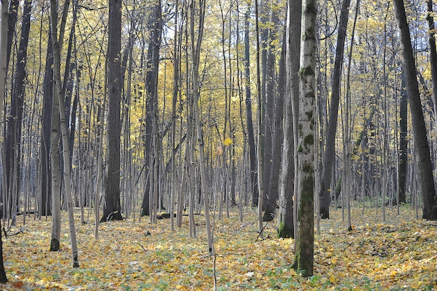 Herfstlandschap - bomen in het park met gele bladeren