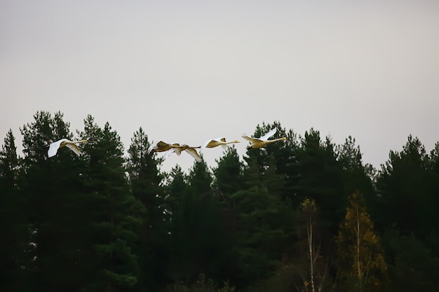 herfstlandschap, een zwerm zwanen in het bos, trekvogels, seizoenstrek in oktober