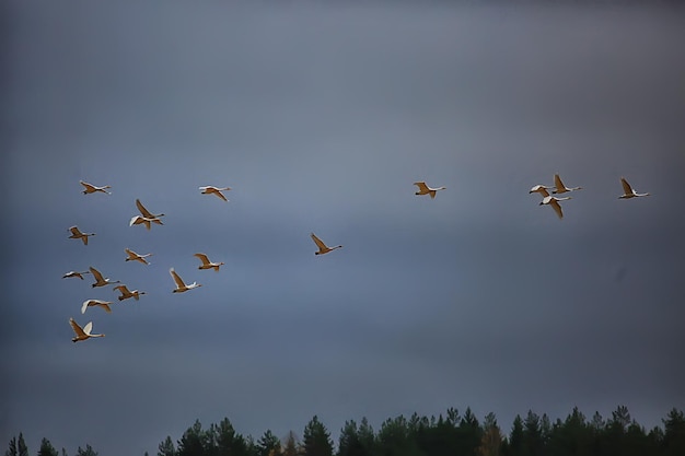 herfstlandschap, een zwerm zwanen in het bos, trekvogels, seizoenstrek in oktober