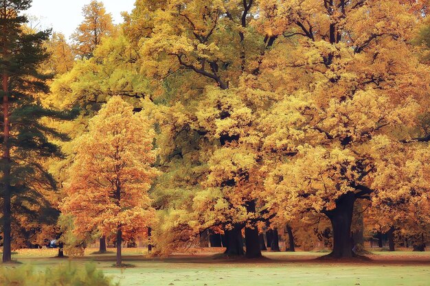 herfstlandschap / gele bomen in herfstpark, fel oranje bos