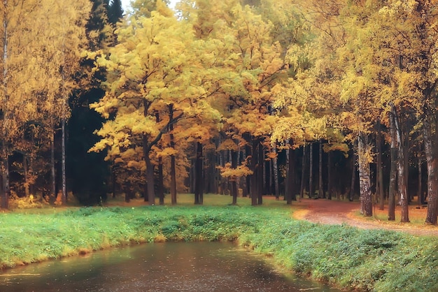 herfstlandschap / gele bomen in herfstpark, fel oranje bos