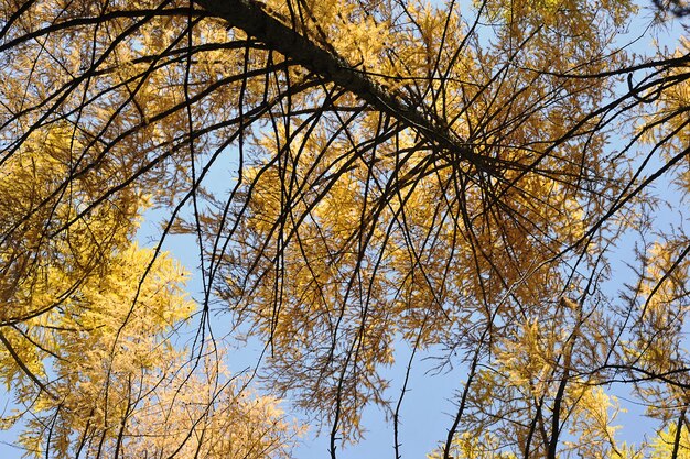 Herfstlandschap - gele dennenbladeren op een blauwe hemelachtergrond