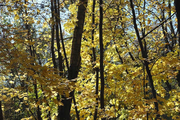 Herfstlandschap - gele esdoornbladeren in de bomen in het park