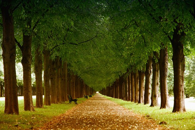 Foto herfstlandschap herrenhauser allee in hannover duitsland