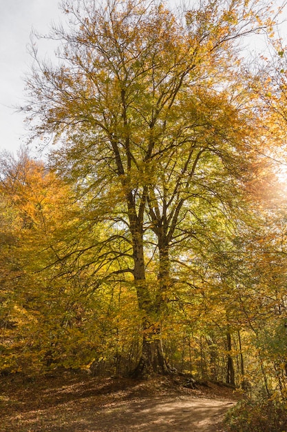 Herfstlandschap in de Sierra de Urbasa, Autonome Gemeenschap van Navarra. Spanje