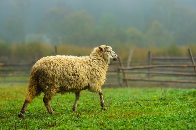 Herfstlandschap in de westelijke Oekraïense Karpaten