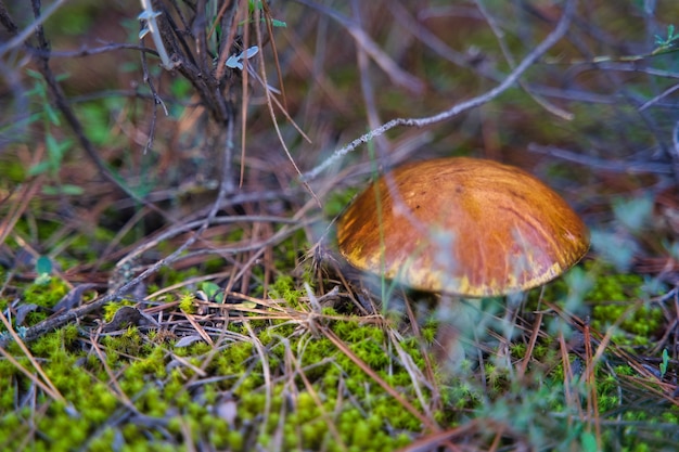 Herfstlandschap in een bos.