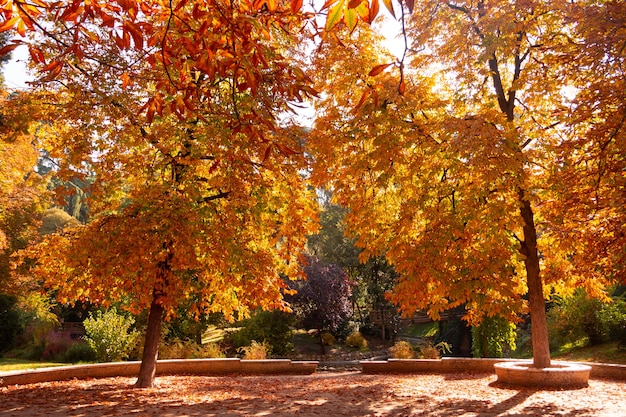 Herfstlandschap in een park met bomen met gouden bladeren.