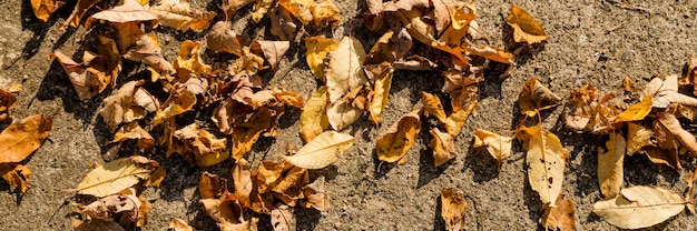 Herfstlandschap in geel, landweg met gevallen droge bladeren in het herfstbos op zonnige dag. Droge gele rode bladeren op de weg op een steen op een zonnige dag in de herfst in oktober in een natuurpark