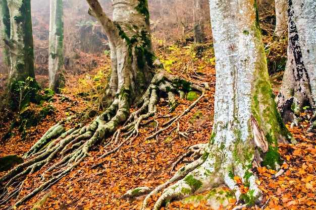 Herfstlandschap in het bos van La Fageda de Grevolosa, Barcelona, Catalonië.