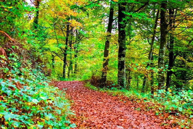 Herfstlandschap in het bos van La Fageda de Grevolosa, La Garrotxa.