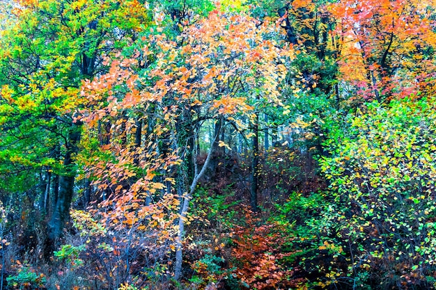 Herfstlandschap in het bos van La Fageda de Grevolosa, La Garrotxa,